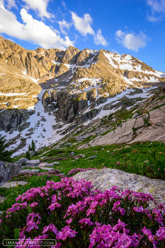 Mountain Laurel print