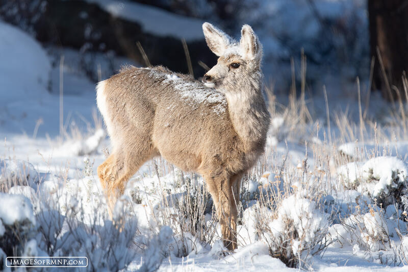 Snowy Deer print