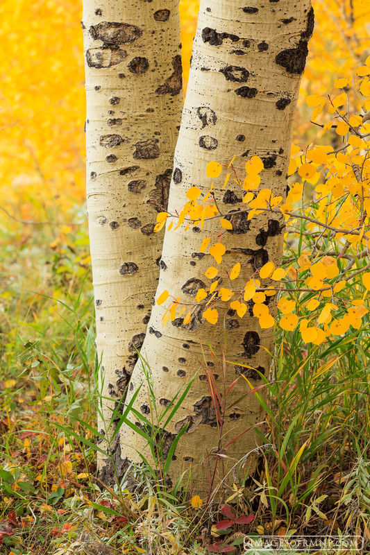 Spotted Aspen print