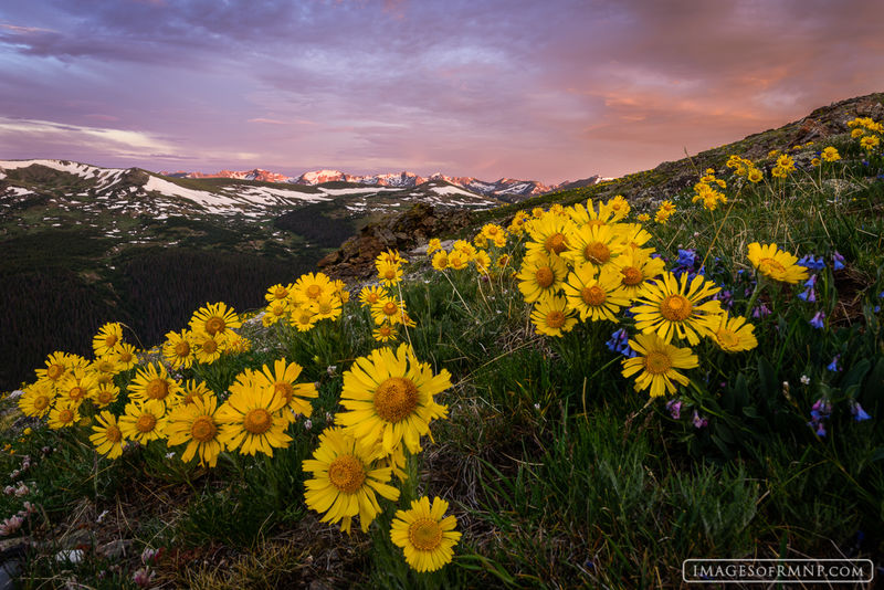 The Smile of Summer -h print