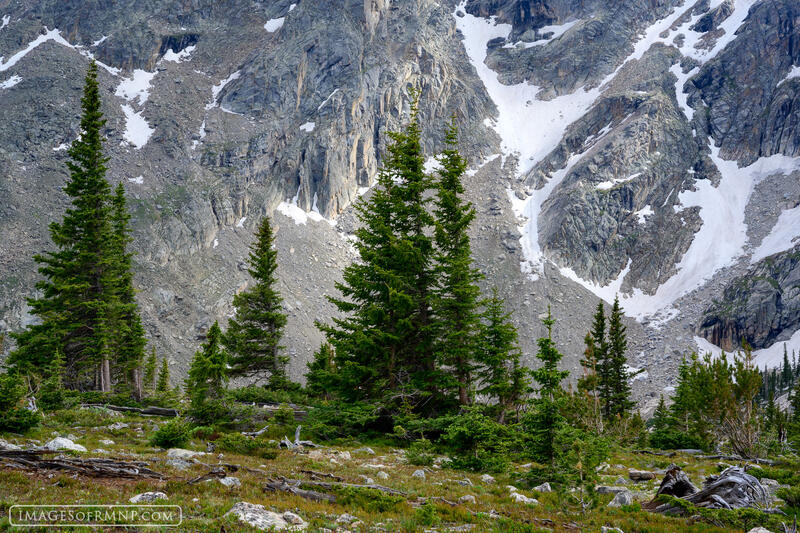 Tree Line Painting print