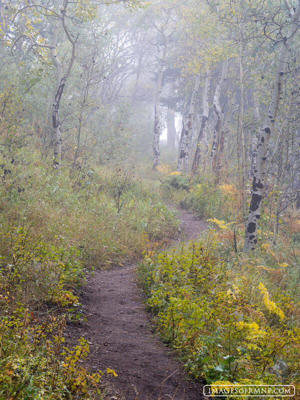 Walk in the Mist print