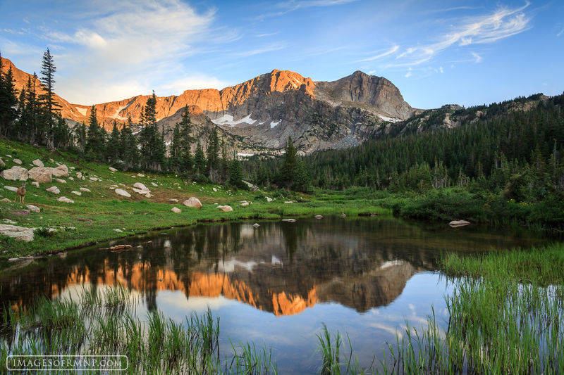 Wild Reflection print