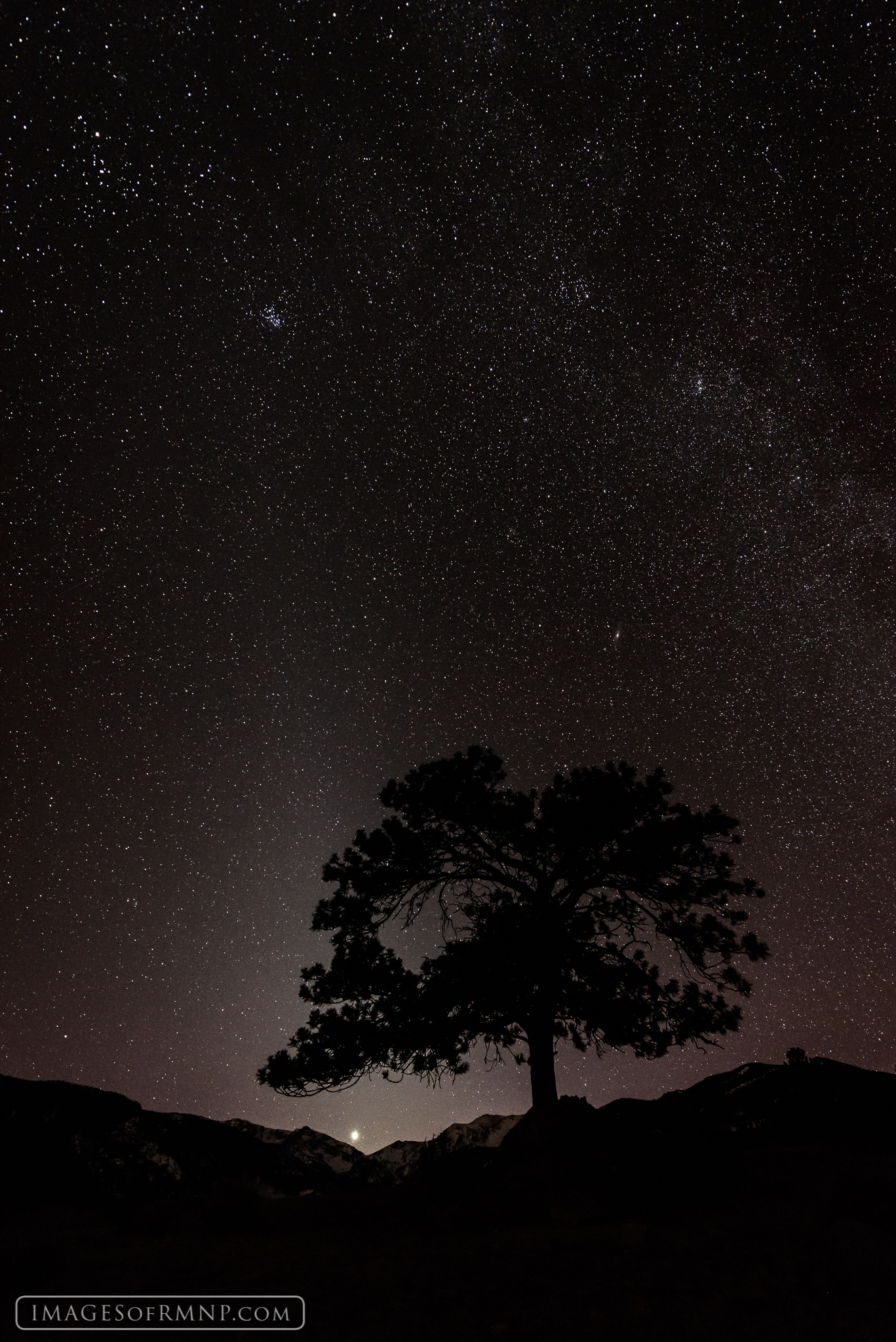 The stars rise and Venus sets over Moraine Park while a lone ponderosa tree watches in wonder.