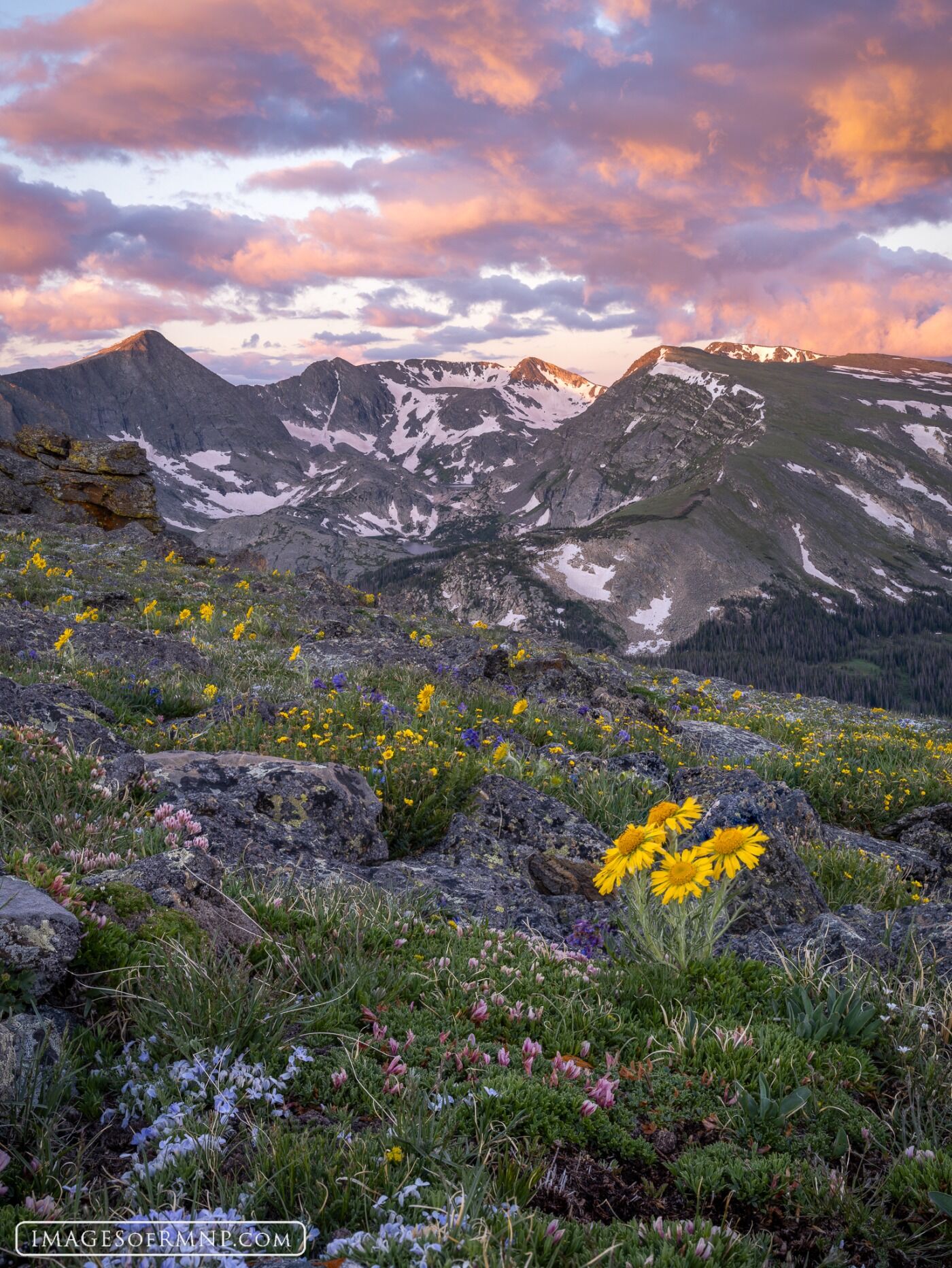 In mid-summer, wildflowers of every color fill the tundra with their vibrant petals and sweet aromas. Sometimes it seems as if...