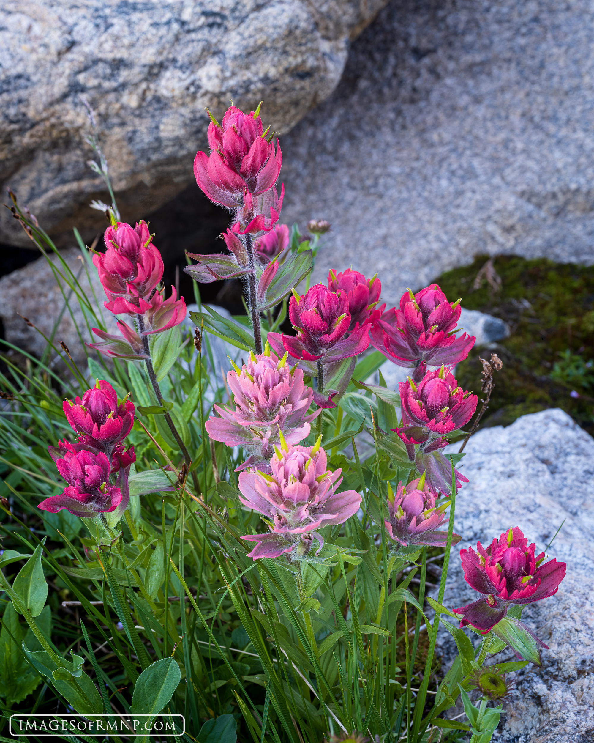 This bouquet of Indian Paintbrush look almost as if they have just been dipped in vibrant paint. These flowers are most often...