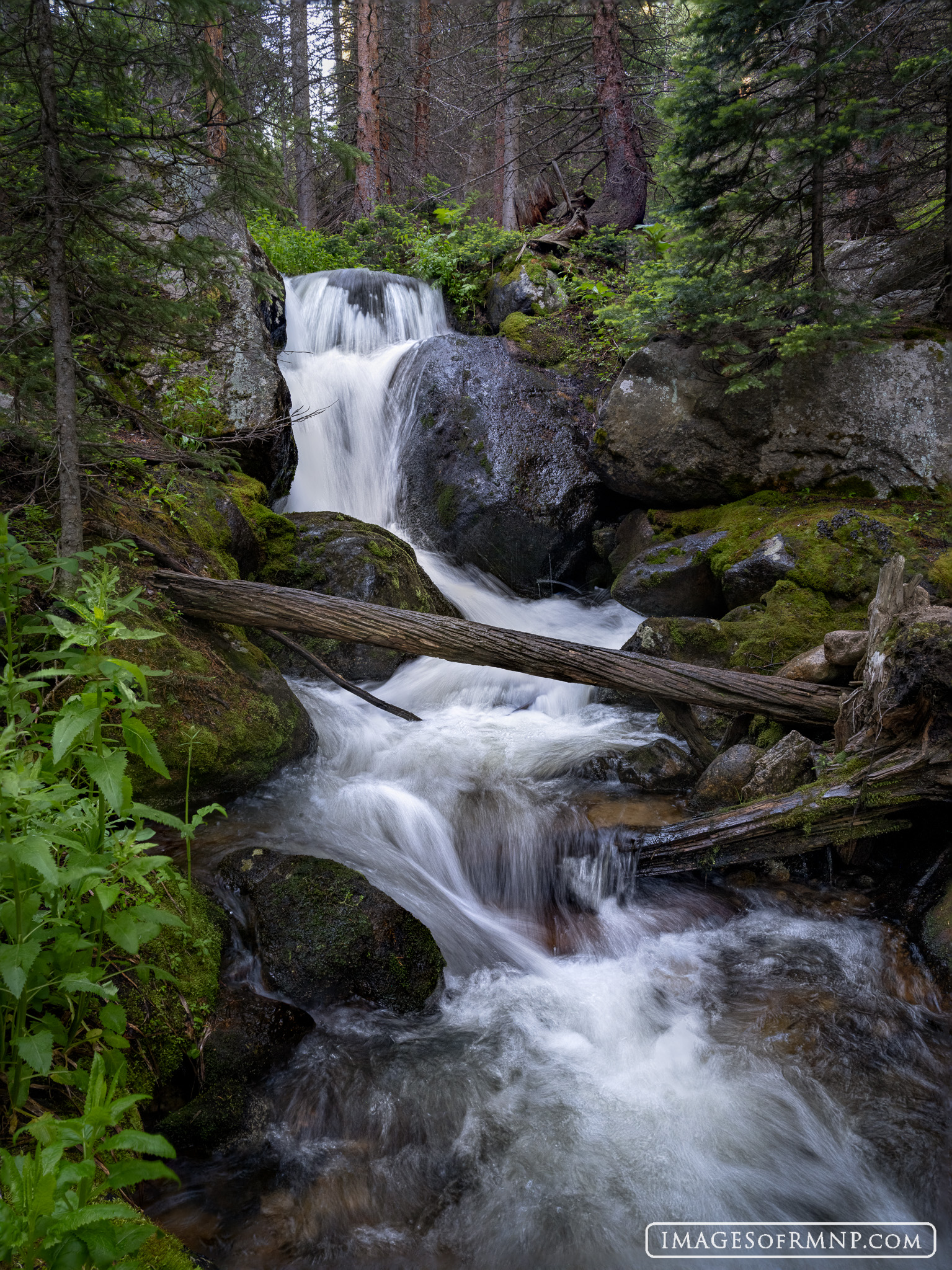 While hiking through a forest I heard this unknown and unnamed waterfall making a loud and joyful noise in celebration of its...