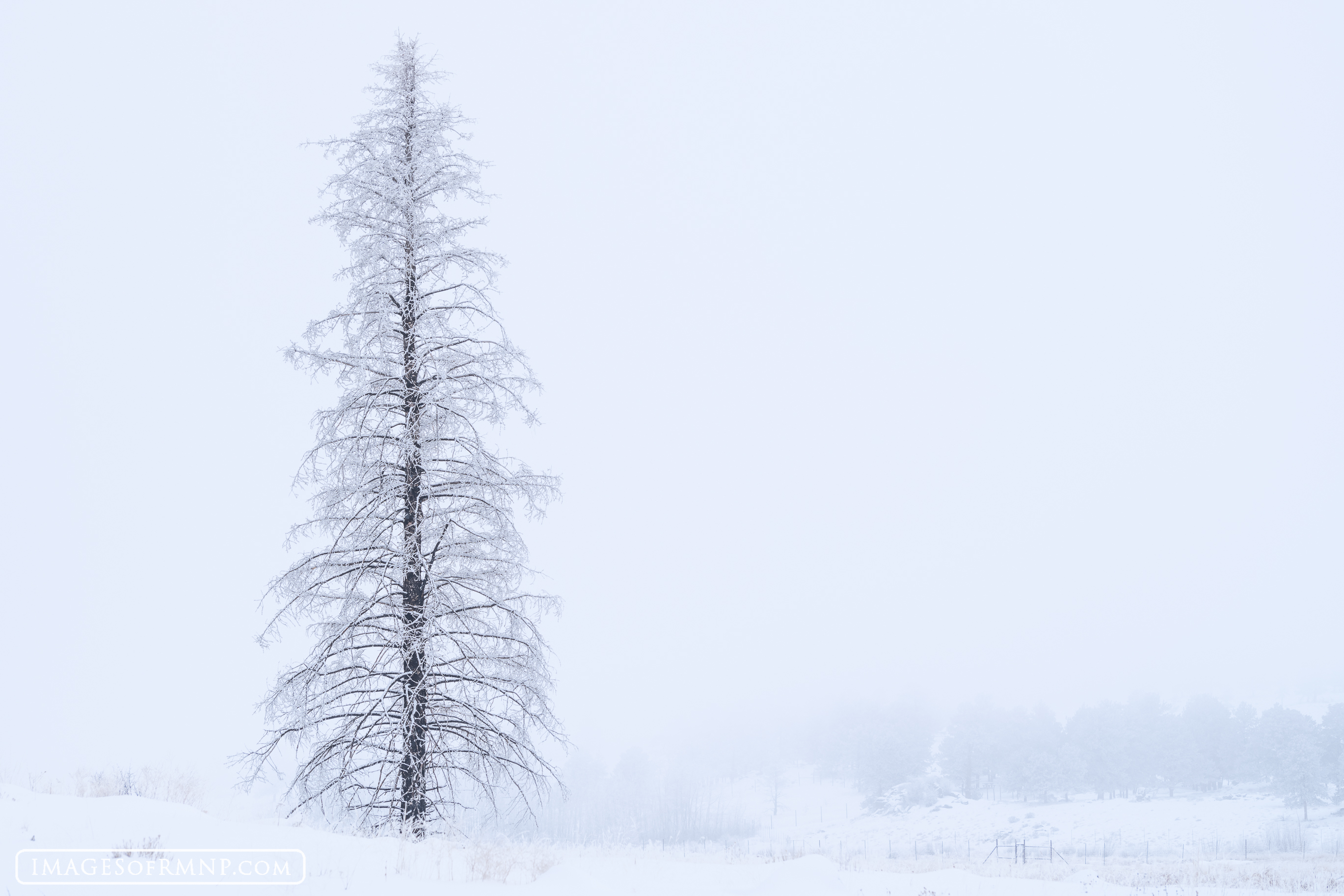 Standing alone in Beaver Meadows on a snowy winter's day and covered in thick frost, the remains of an old tree speaks words...