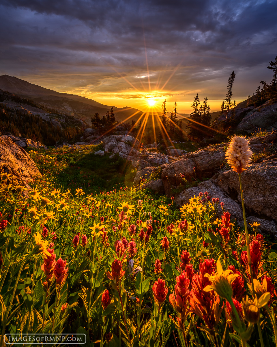 As the sun crests the horizon, the mountain flowers stand tall and turn towards it in awe and expectation. Aspen sunflowers...