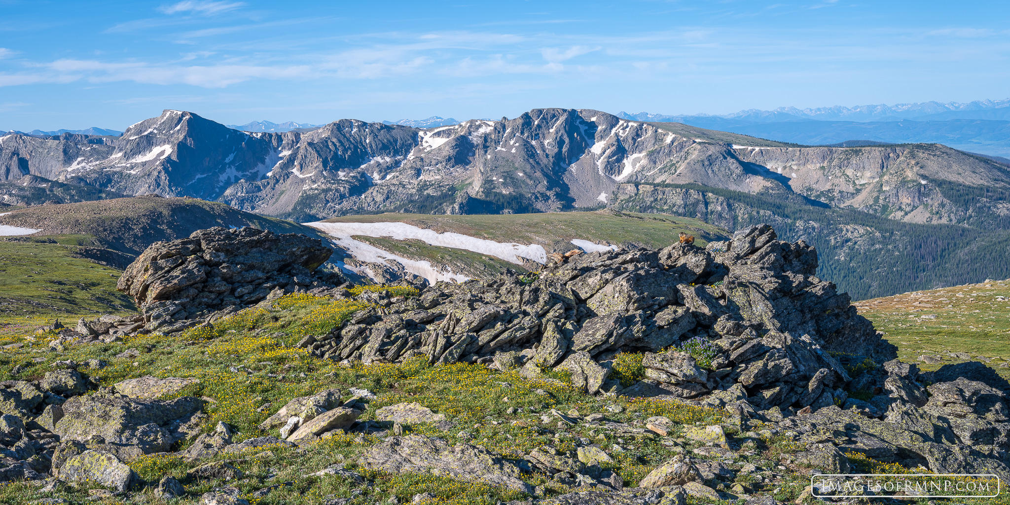 A marmot sits on his front porch enjoying his amazing neighborhood high above the trees. This expansive view is from the Tonahutu...