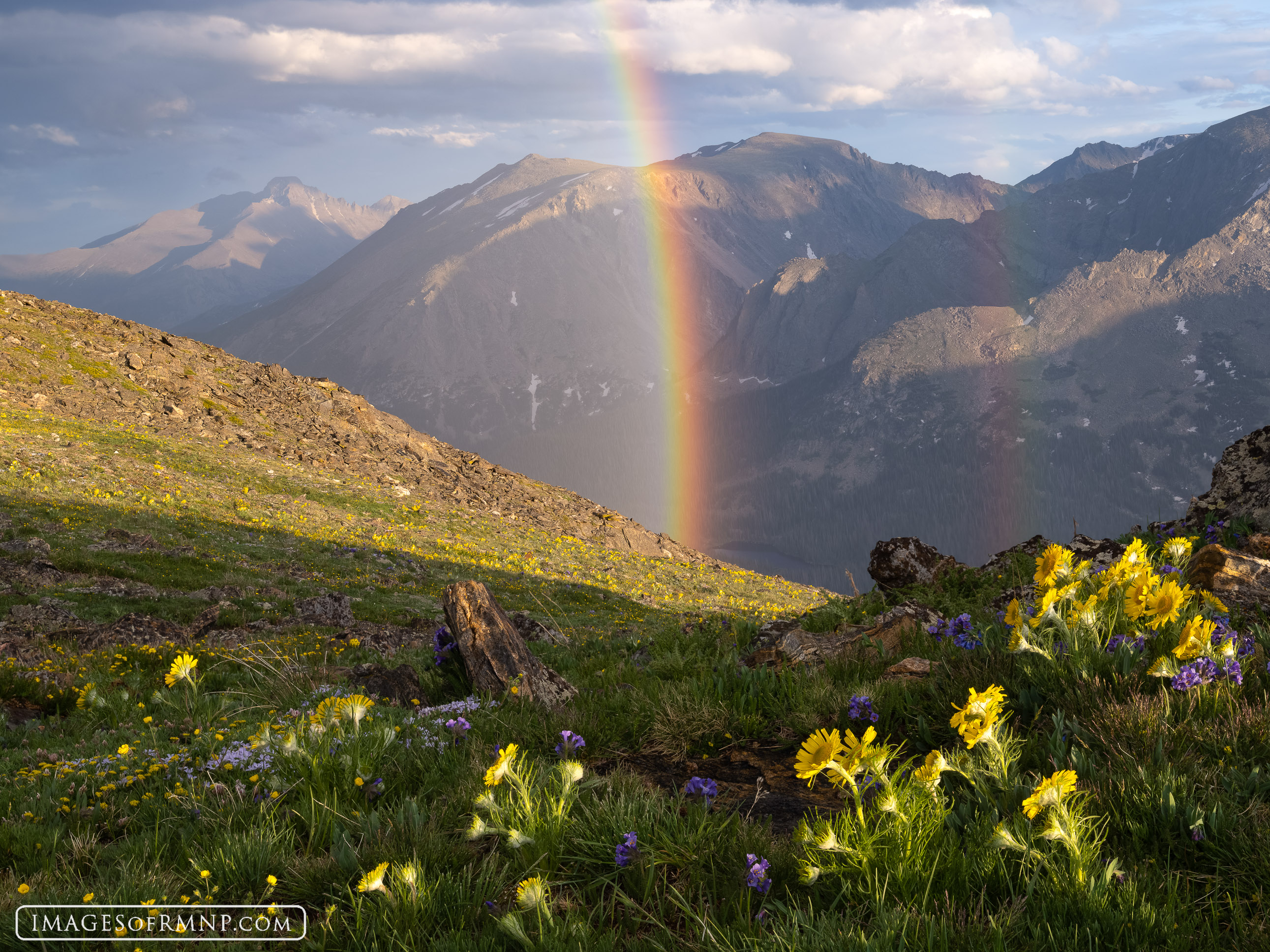 On a warm July evening, the alpine sunflowers watched as colorful rainbows appeared over Forest Canyon. In the distance, Longs...