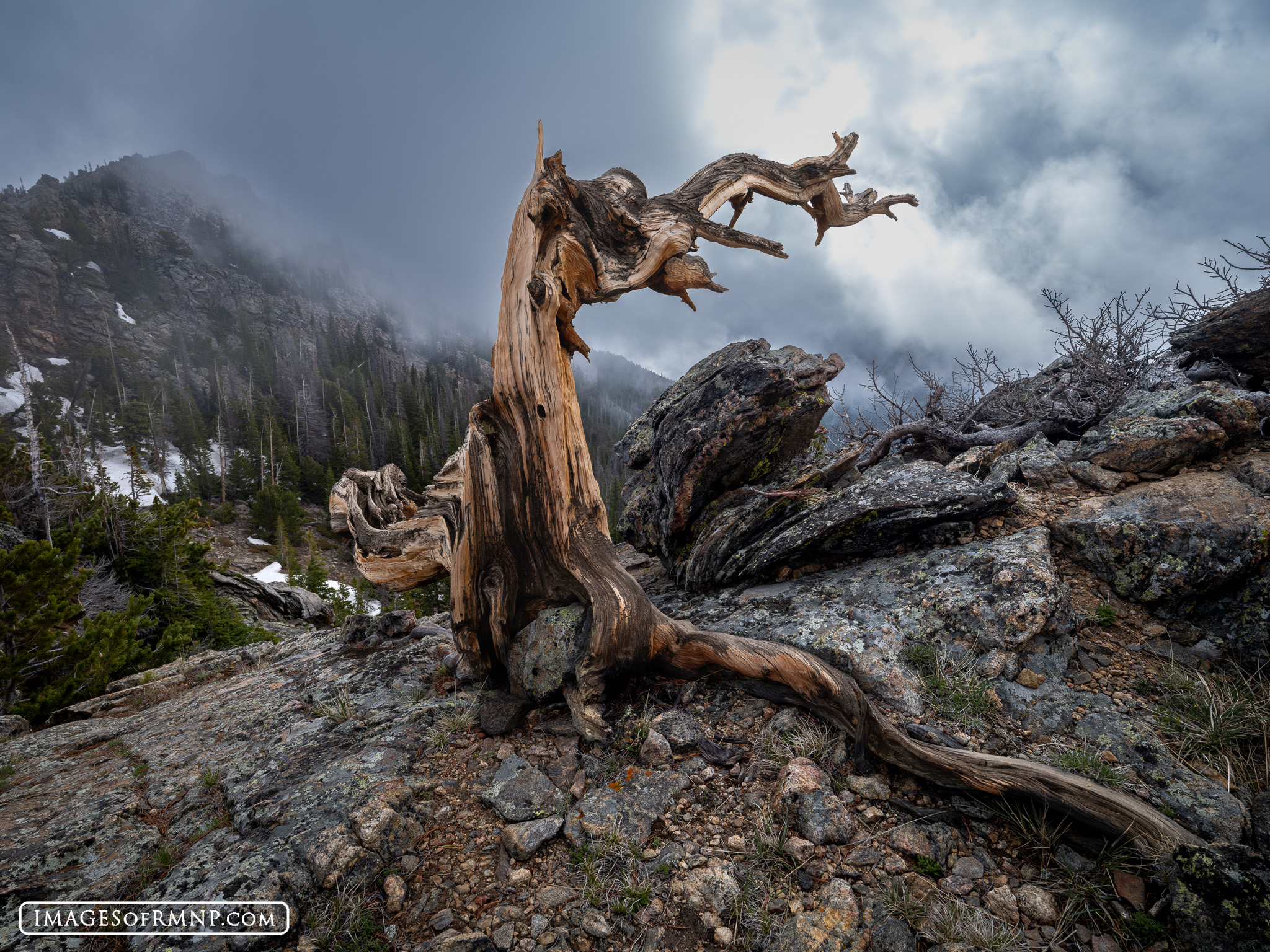 High on a ridge above Trail Ridge Road, the remains of an old limber pine looks out. How many harsh winters did this tree endure...