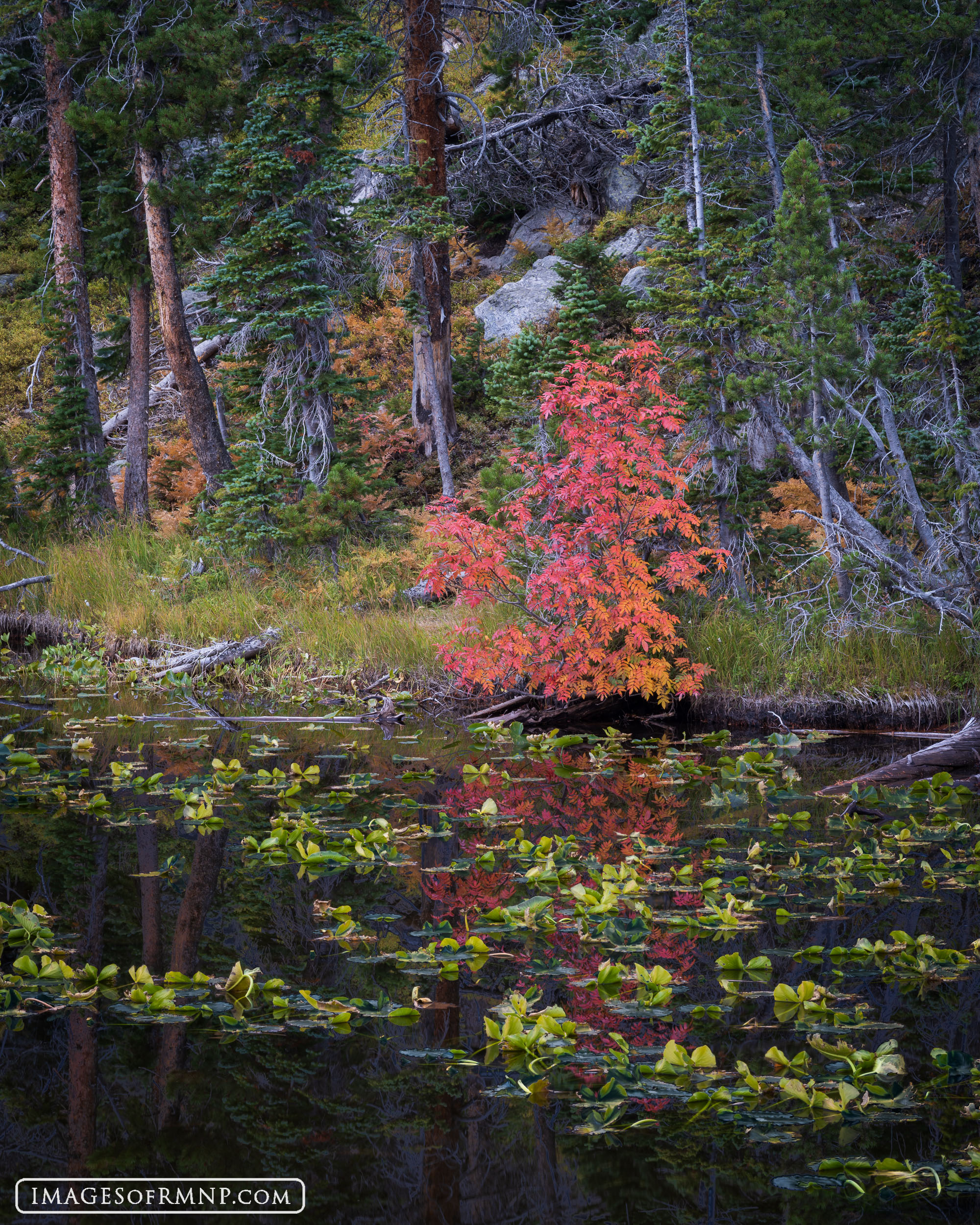 Most hikers walk right past little Nymph Lake in Rocky Mountain National Park on their way to the dramatic views of Dream and...