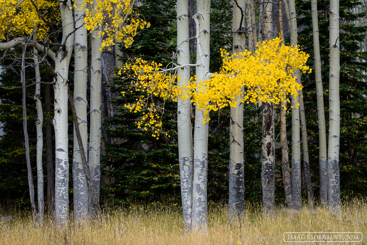Autumn in Rocky Mountain National Park is a spectacular time when the beauty of the park receives a brilliant accent of yellow...