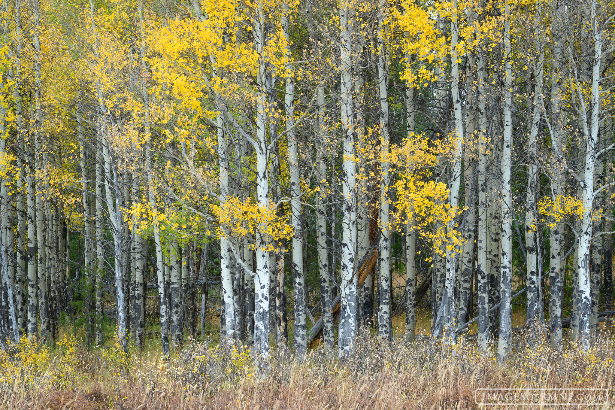 This year the first aspen of the season were found near the west entrance to Rocky Mountain National Park. They stood so proudly...