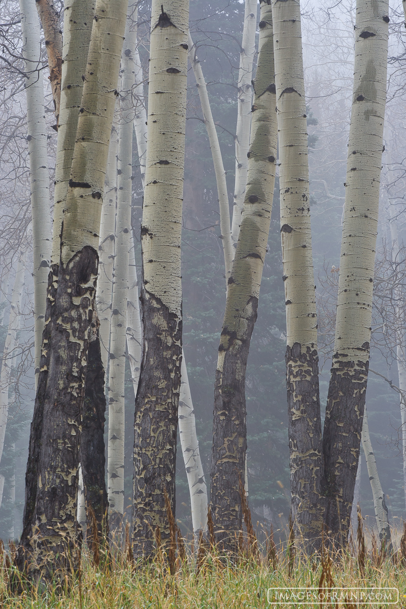 The leaves had all fallen and the forests were quiet, awaiting the arrival of winter. A light drizzle was falling and fog moved...