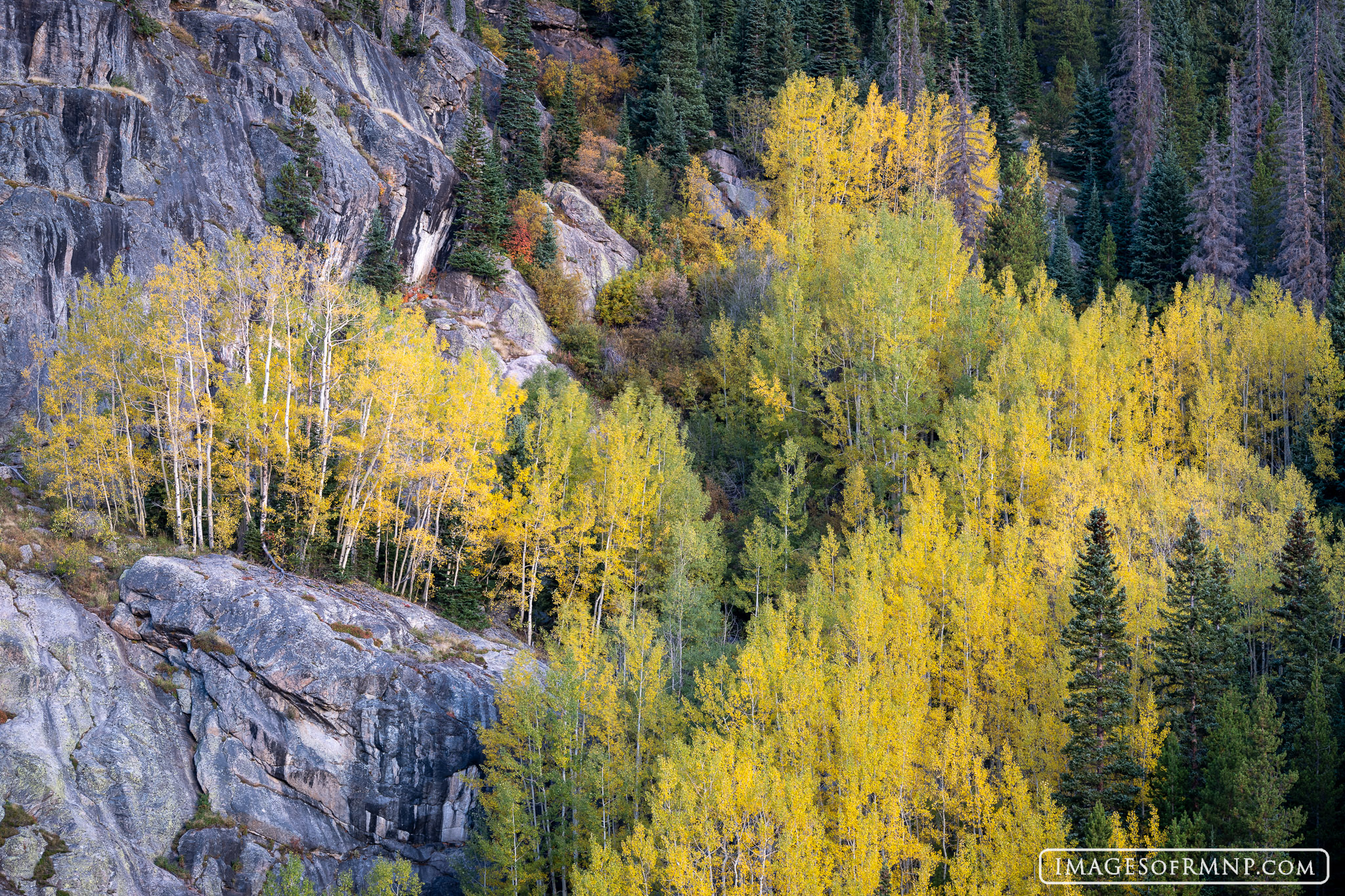 Aspen trees above Bear Lake show off their autumn colors. I've always loved the zig zag pattern here and the way some of the...