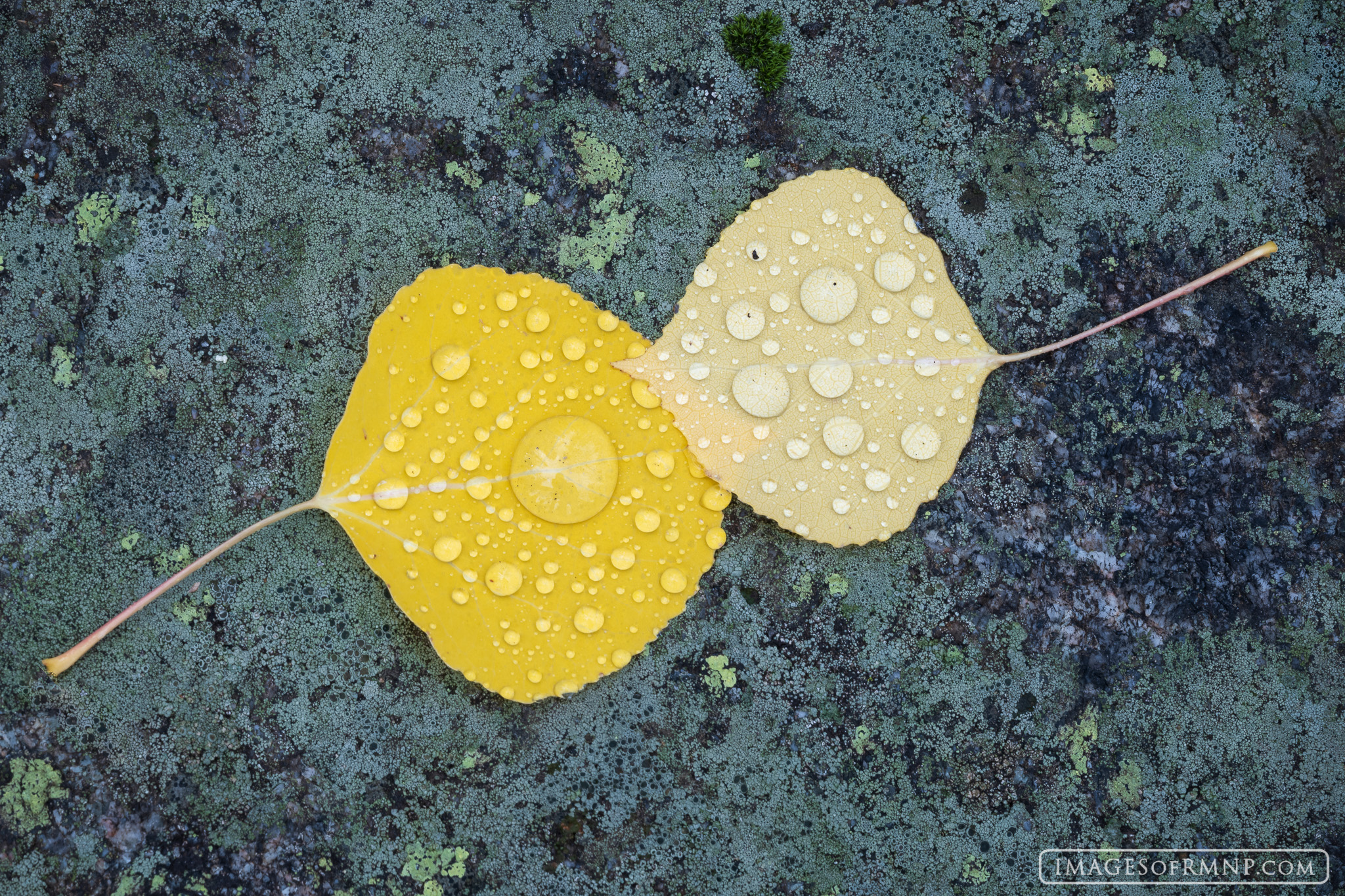 While wandering through the forest on a rainy morning I found a boulder covered with green lichen on which a number of  aspen...