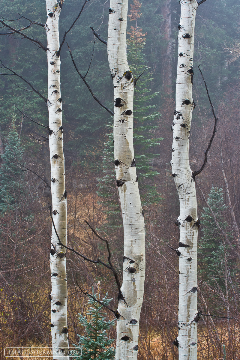 I was fascinated by the way these slender aspen stood so sharply against the dark background and how they stood so tall and graceful...