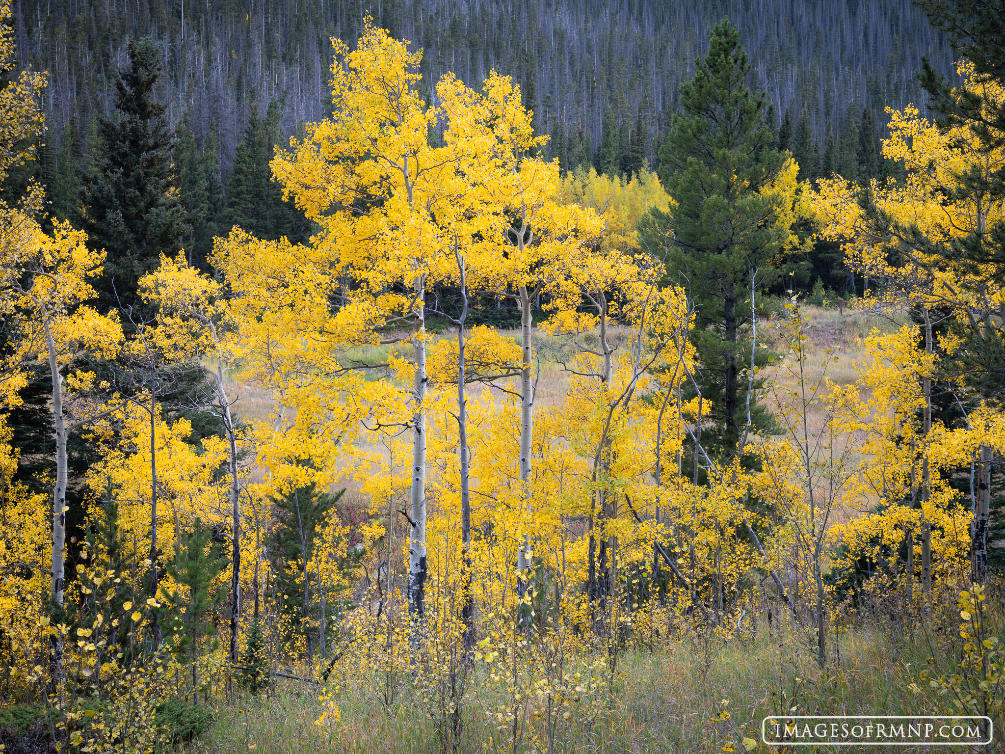 These graceful aspen stand at the entance to Hidden Valley welcoming all who come.