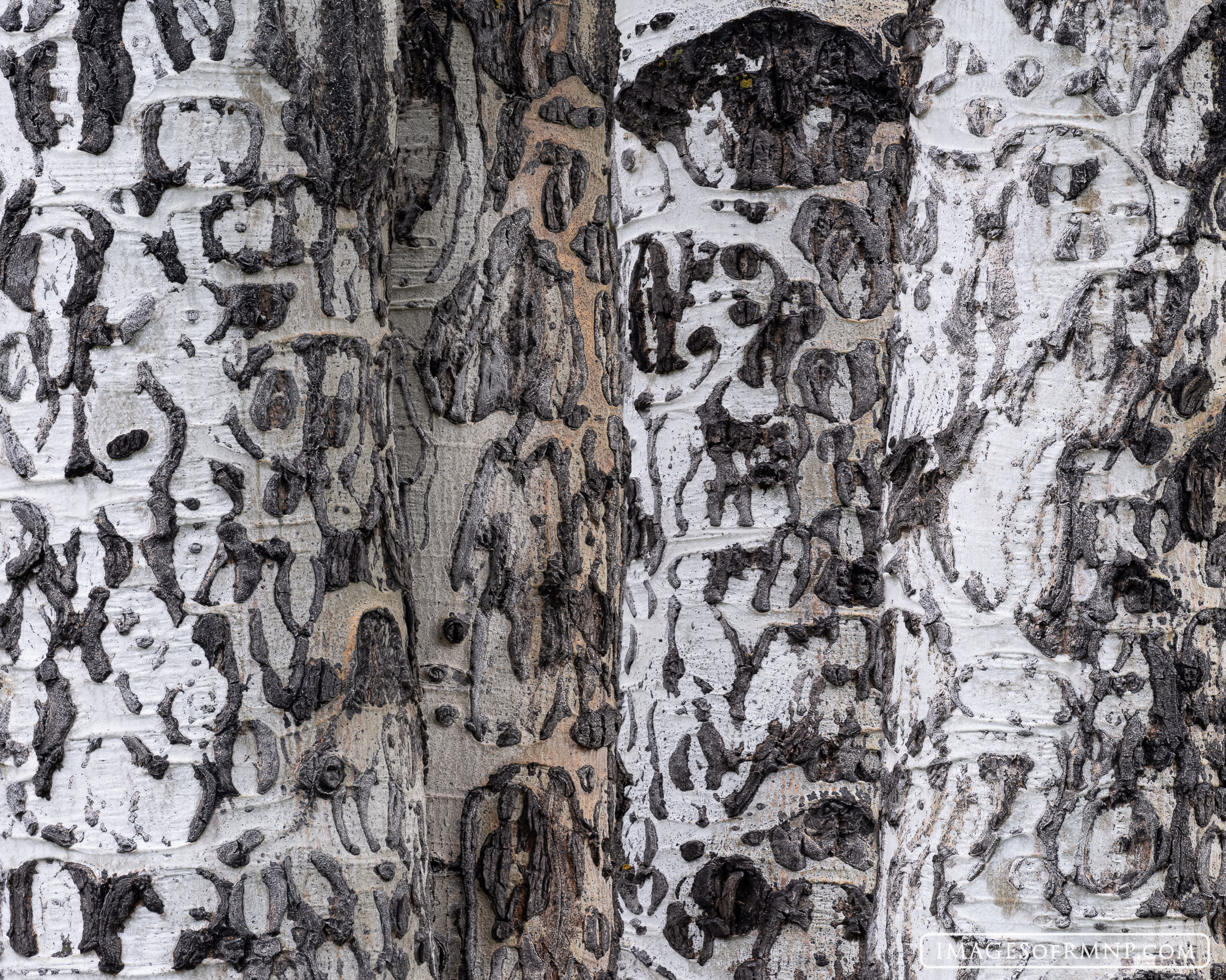 A stand of four aspen trunks show off the mezmerizing texture of their bark, both confusing and delighting the viewer.