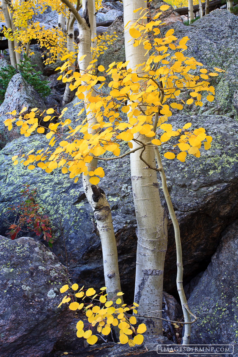 A duet of aspen trees among the boulders above Bear Lake.