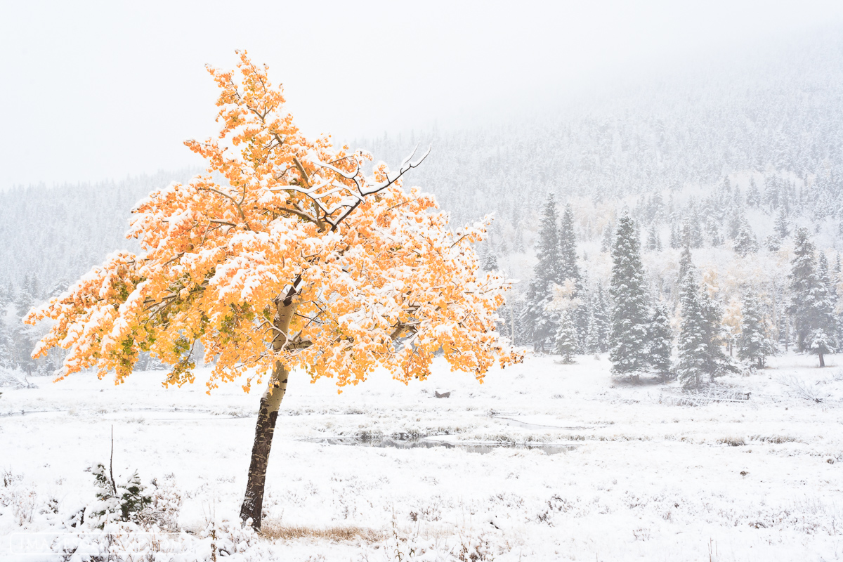 The day before this image was taken, my wife and I were taking a drive through Horseshoe Park in RMNP, up past the Alluvial Fan...