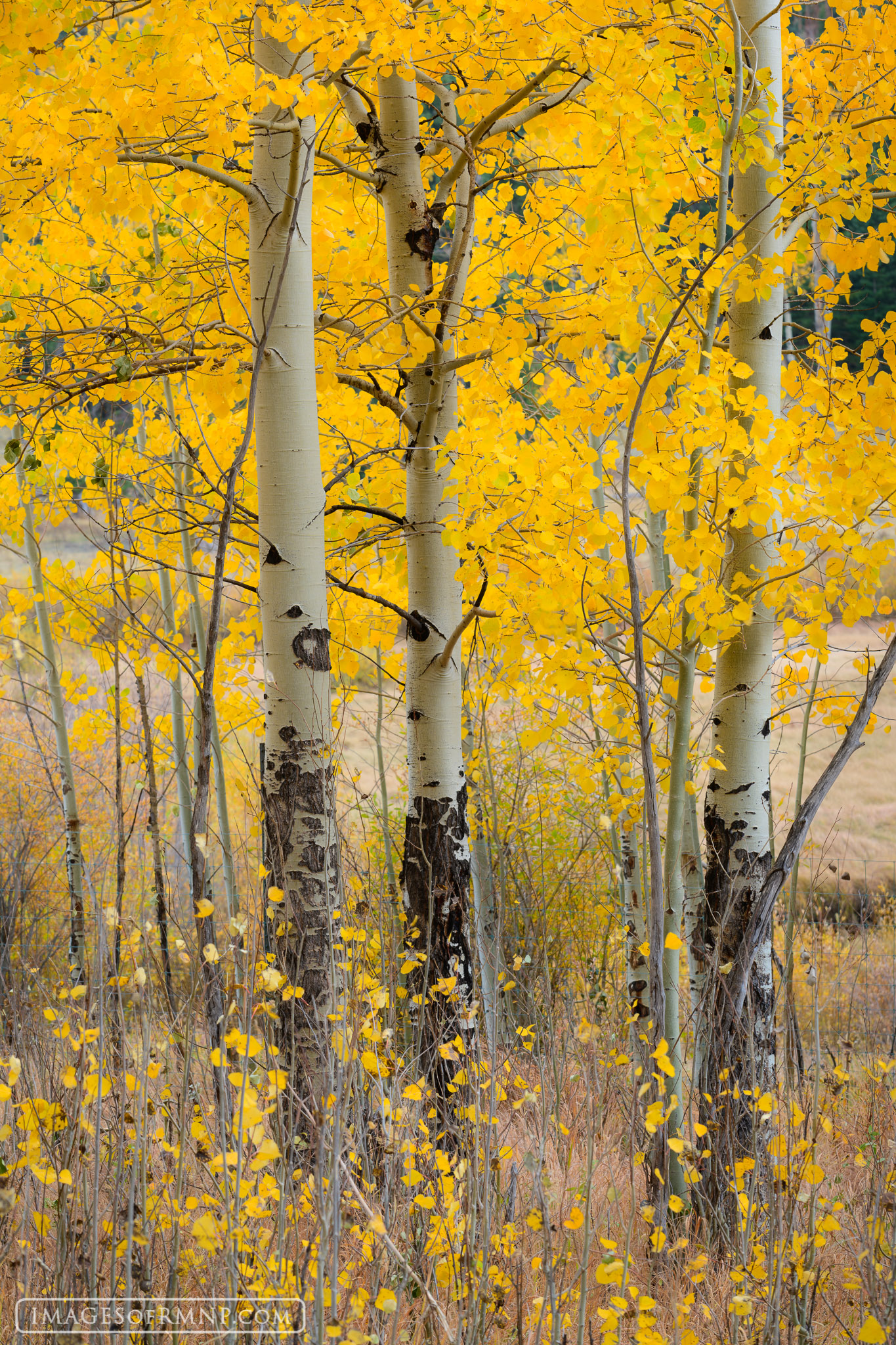 Three aspen gather together to discuss the day's news and all they can talk about  is how wonderful everyone looks in their autumn...