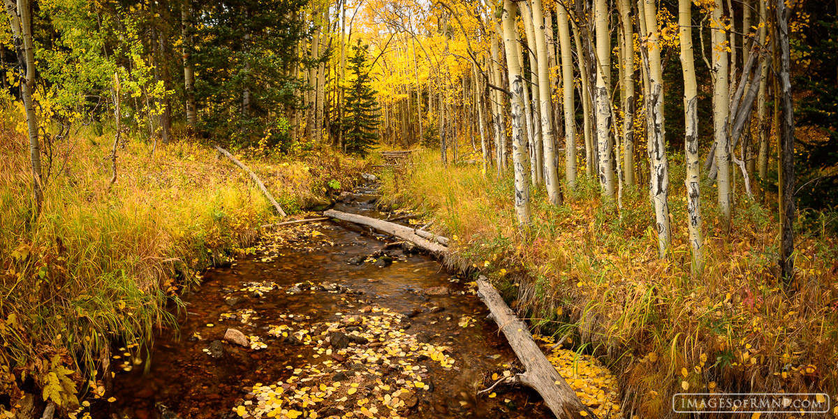 As autumn reaches its zenith the aspen trees clothe themselves in their finest autumn dress and gather together beside a small...