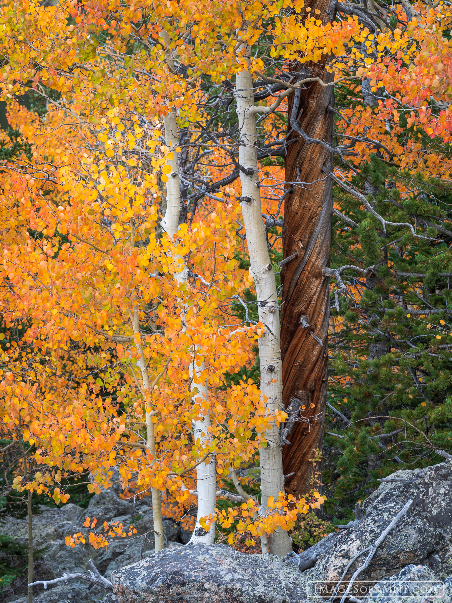 A grove of aspen growing in a boulder field turn brilliant orange during the autumn, joining an old twisted pine trunk to celebrate...