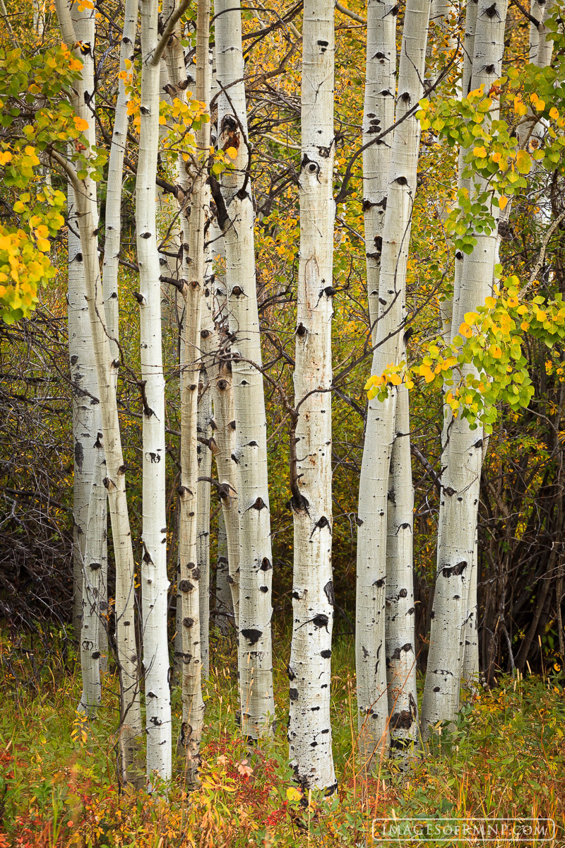Autumn is always a beautiful time of year and every year the aspen take center stage with their elegant display of color and...