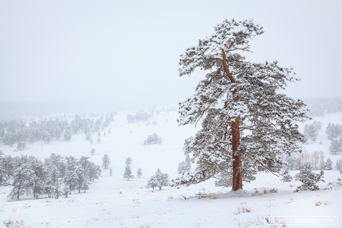 A lone ponderosa tree stands in Beaver Meadows on a snowy winter day. The shape of this tree reminded me a bit of the Japanese...