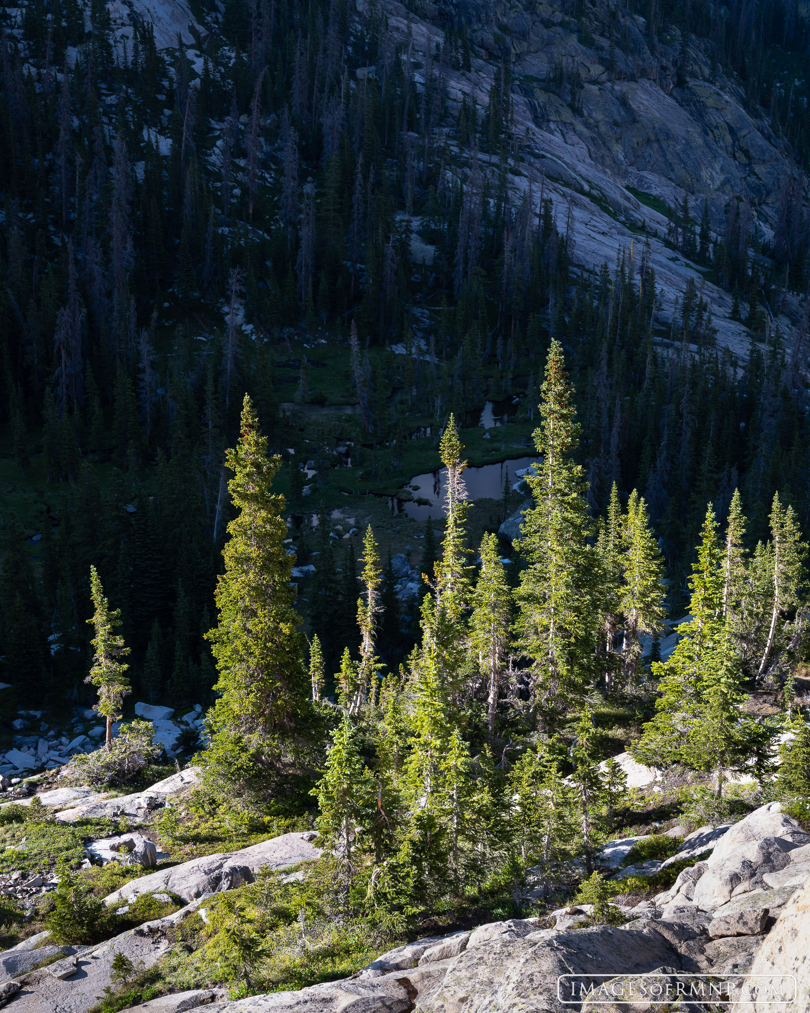 The evening's last light illuminates these subalpine firs. The small tarns and forest behind them have already entered into night...