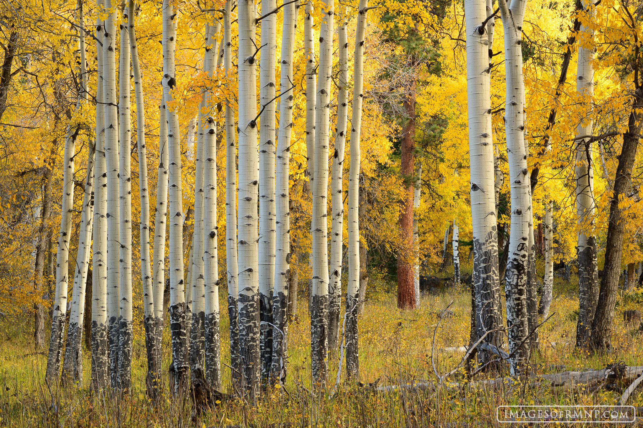 On a beautiful October morning I wandered through an aspen grove. As I came upon this scene, I was instantly captivated by the...