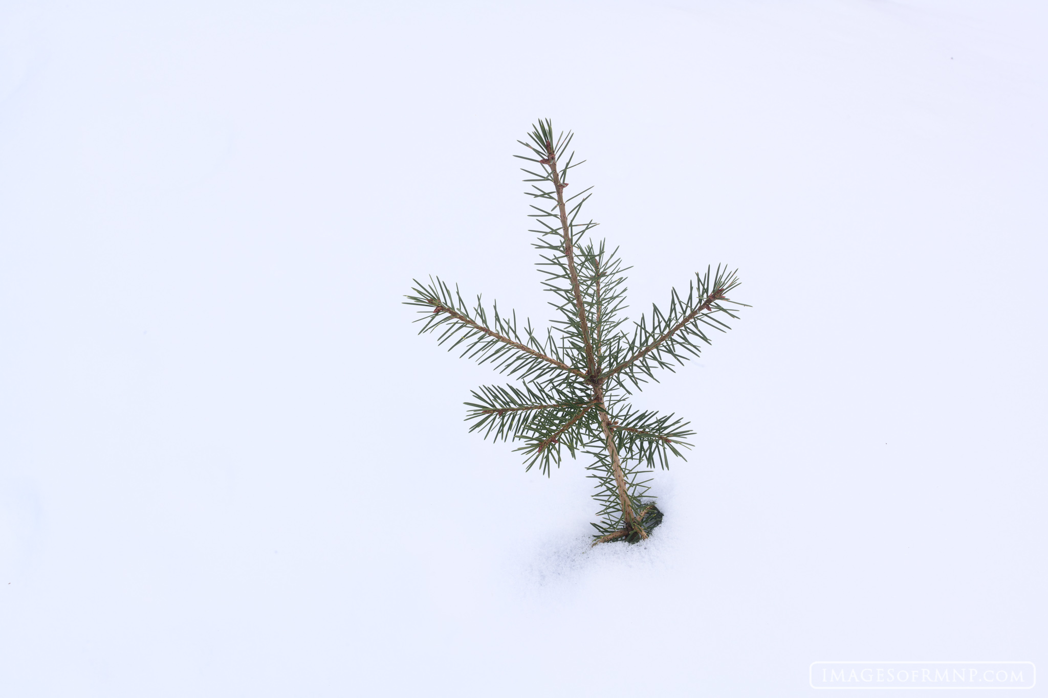A young pine breaks through the darkness of the white snow and into the light of day. Here it stands alone, unaware that the...