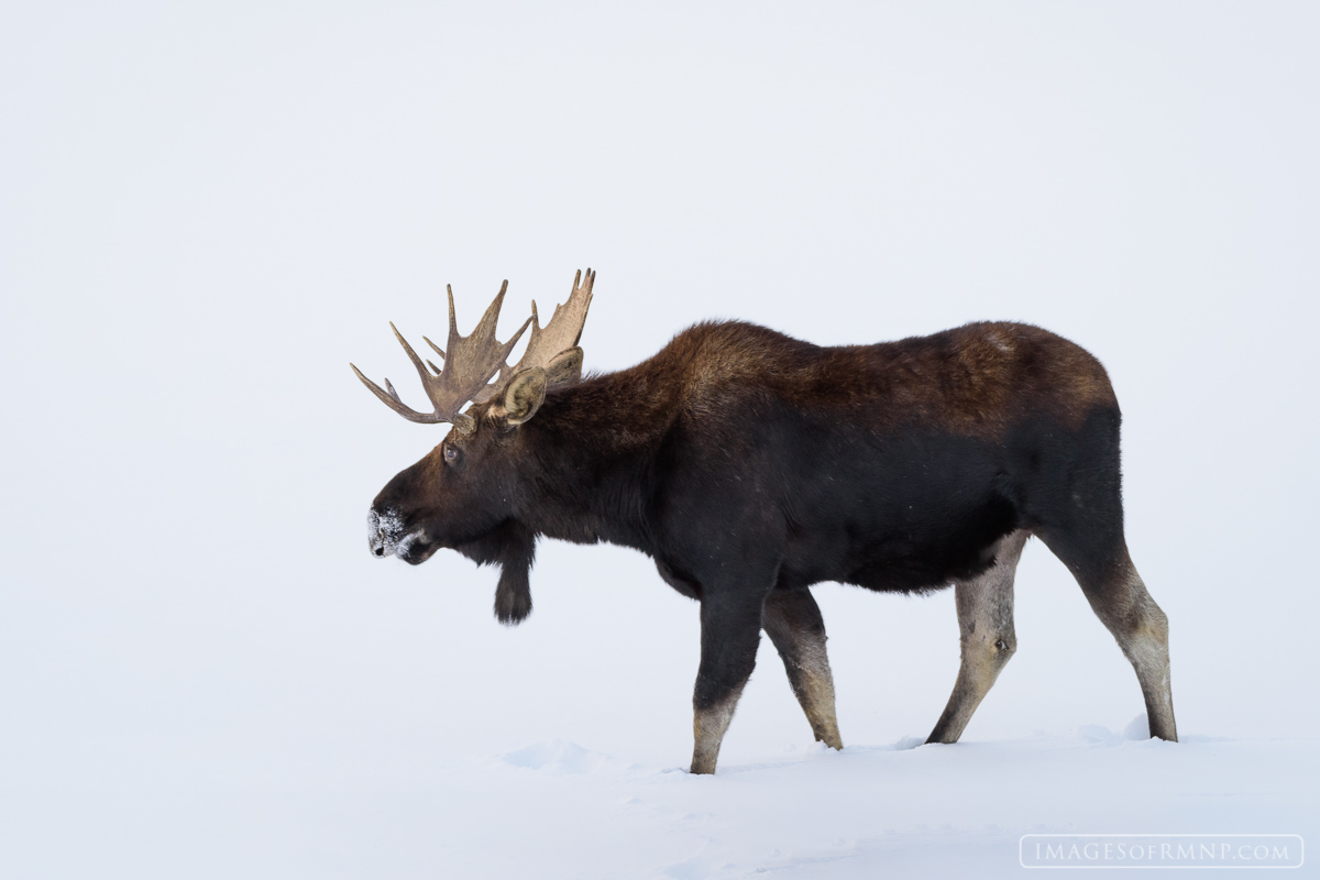 A bull moose makes his way through a snowy field on a chilly January evening.