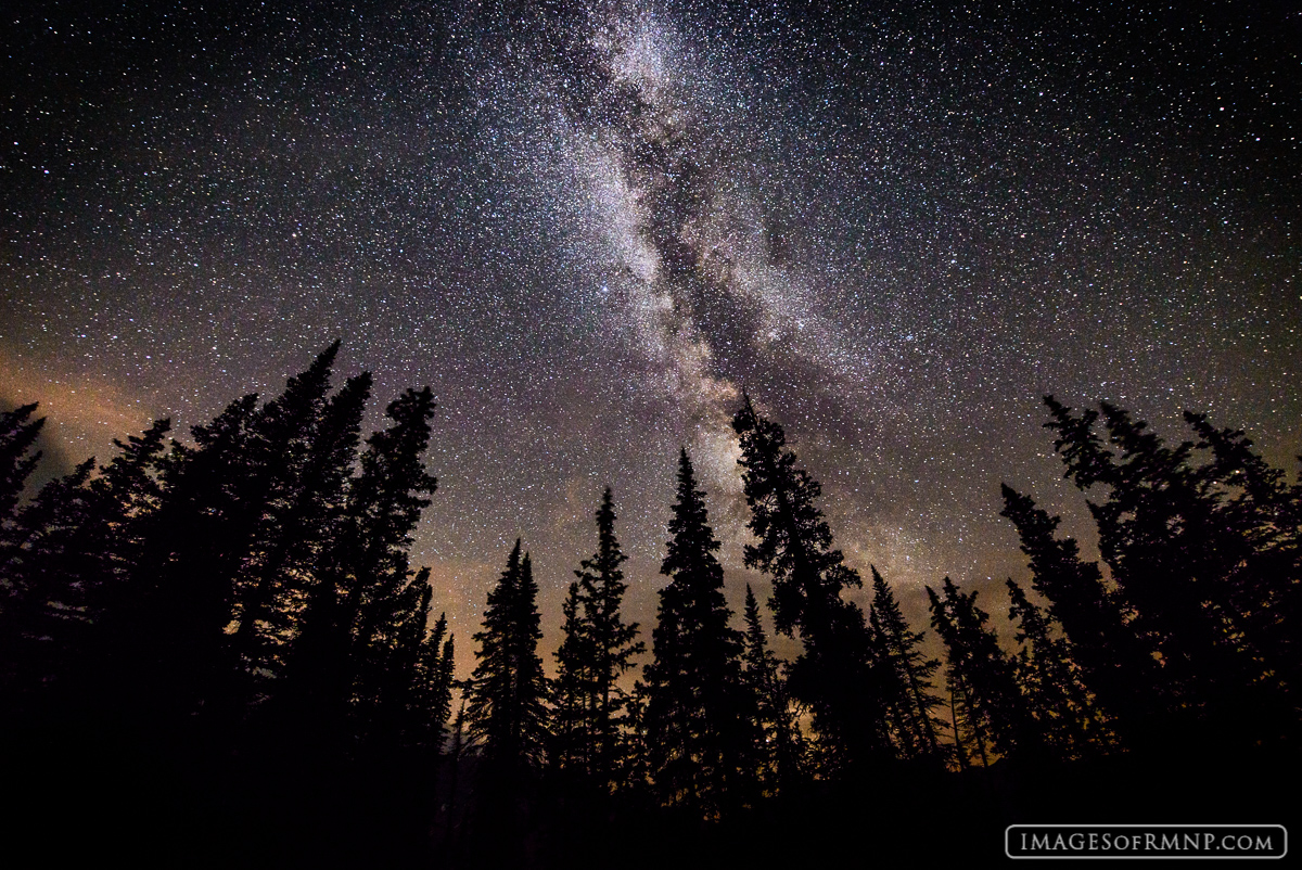 The trees of the forest stand tall as if straining their necks to get a better view of their majestic ceiling. A multitude of...