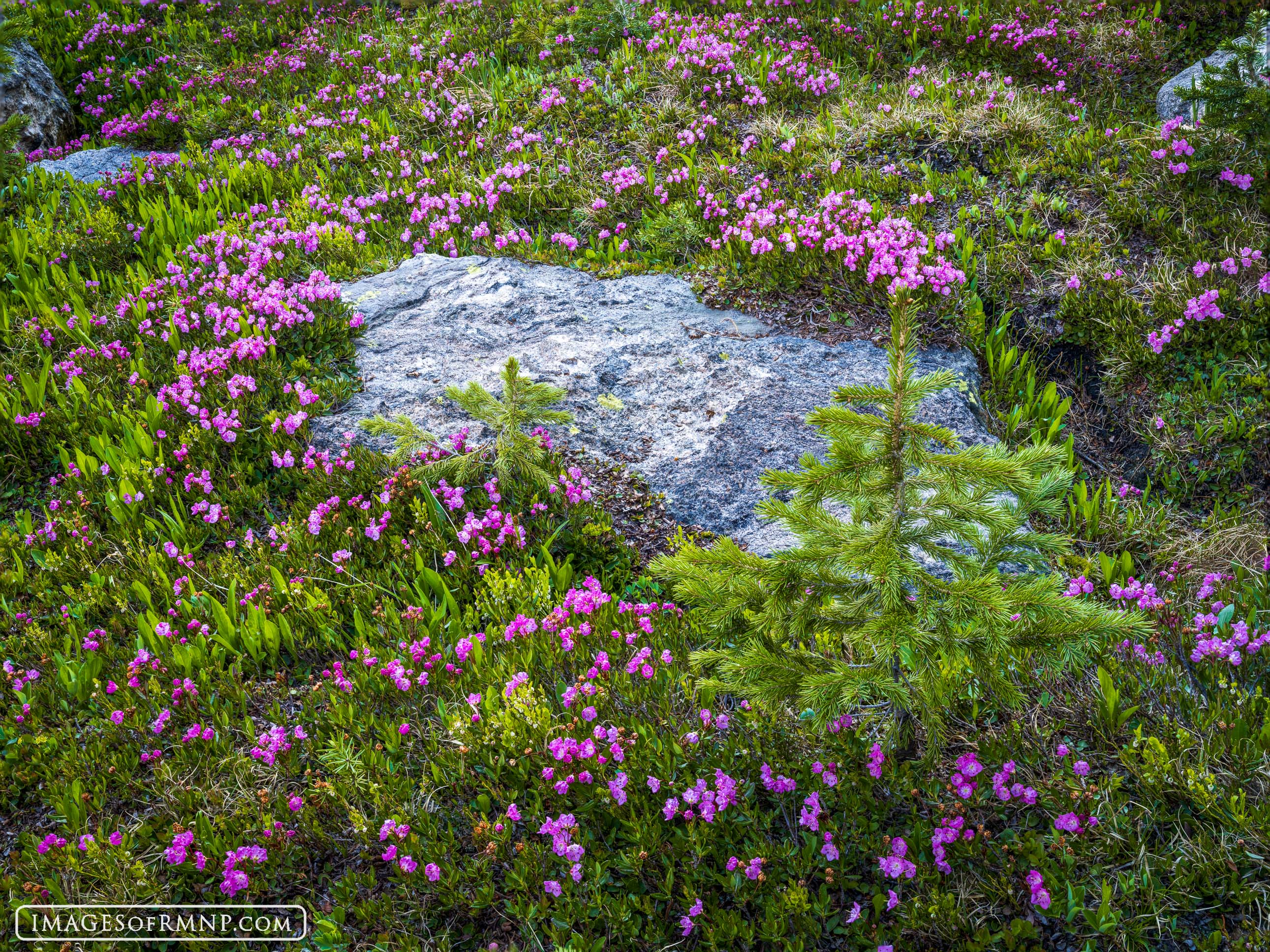 Bog laurel carpets a marshy meadow deep in the backcountry of Rocky Mountain National Park. Here vibrant greens and electric...