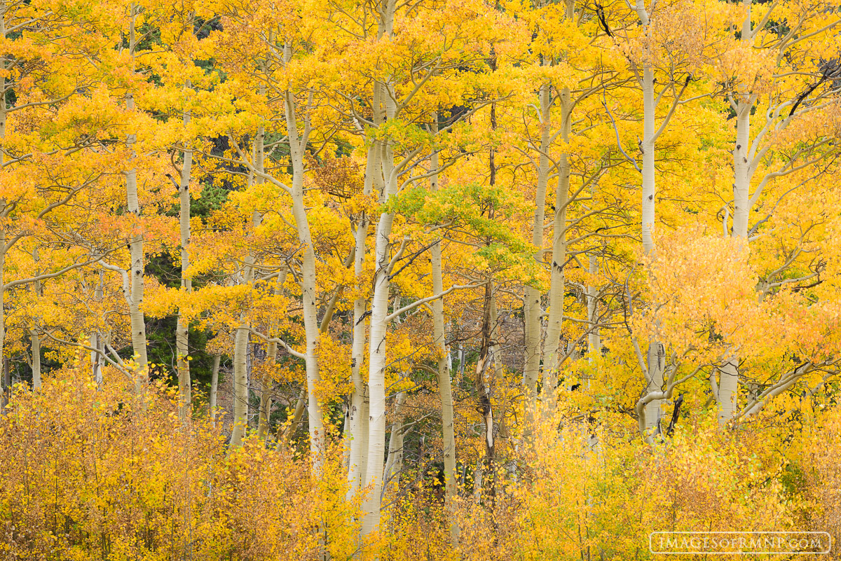 The aspen trees are throwing a party celebrating with every shade of yellow they can muster.