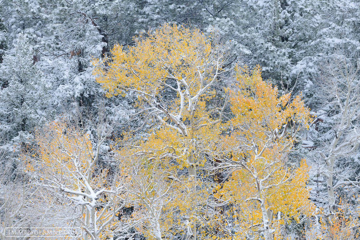 An aspen tree lifts its branches to catch the first snowflakes of the season. Like a child experiencing their first snowfall...