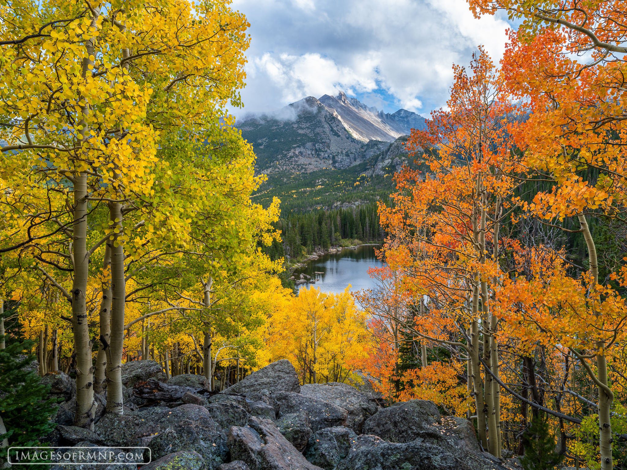 At the end of September each year the aspen grove above Bear Lake dresses in its autumn finery. Half of the aspen dress in bright...
