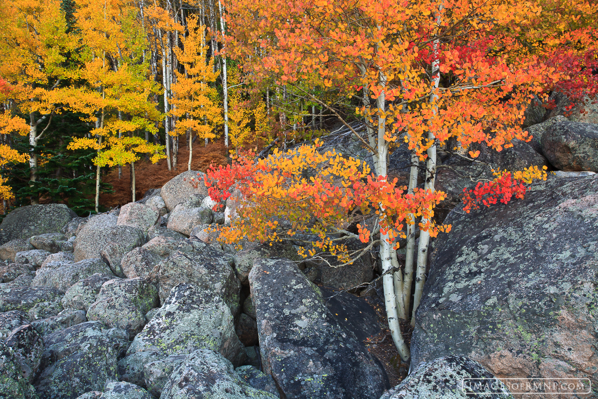 Aspen are amongst the most beautiful trees in existence. Their slender trunks contrast with the rugged terrain and their autumn...