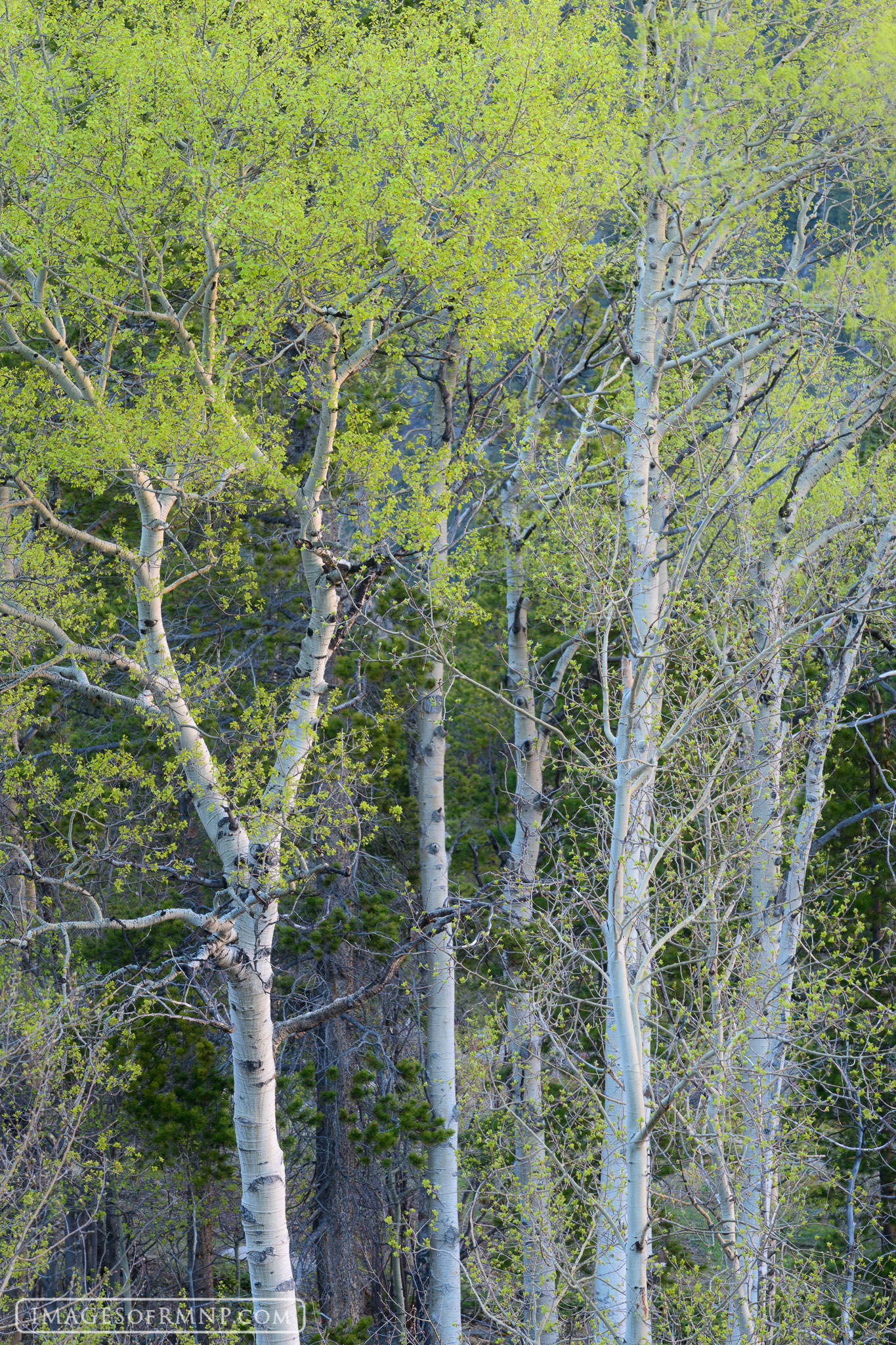 There is probably no color on the planet that says spring is here more than the light green of new aspen leaves. Just being around...