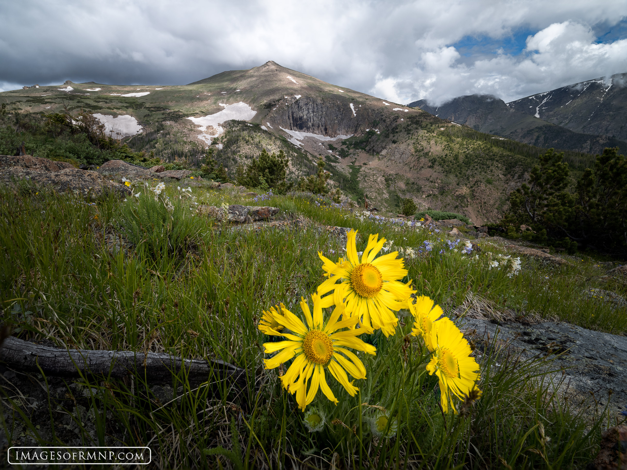 On a summer's day in the higher regioins of Rocky Mountain National Park the alpine sunflowers seem to smile as they wave in...