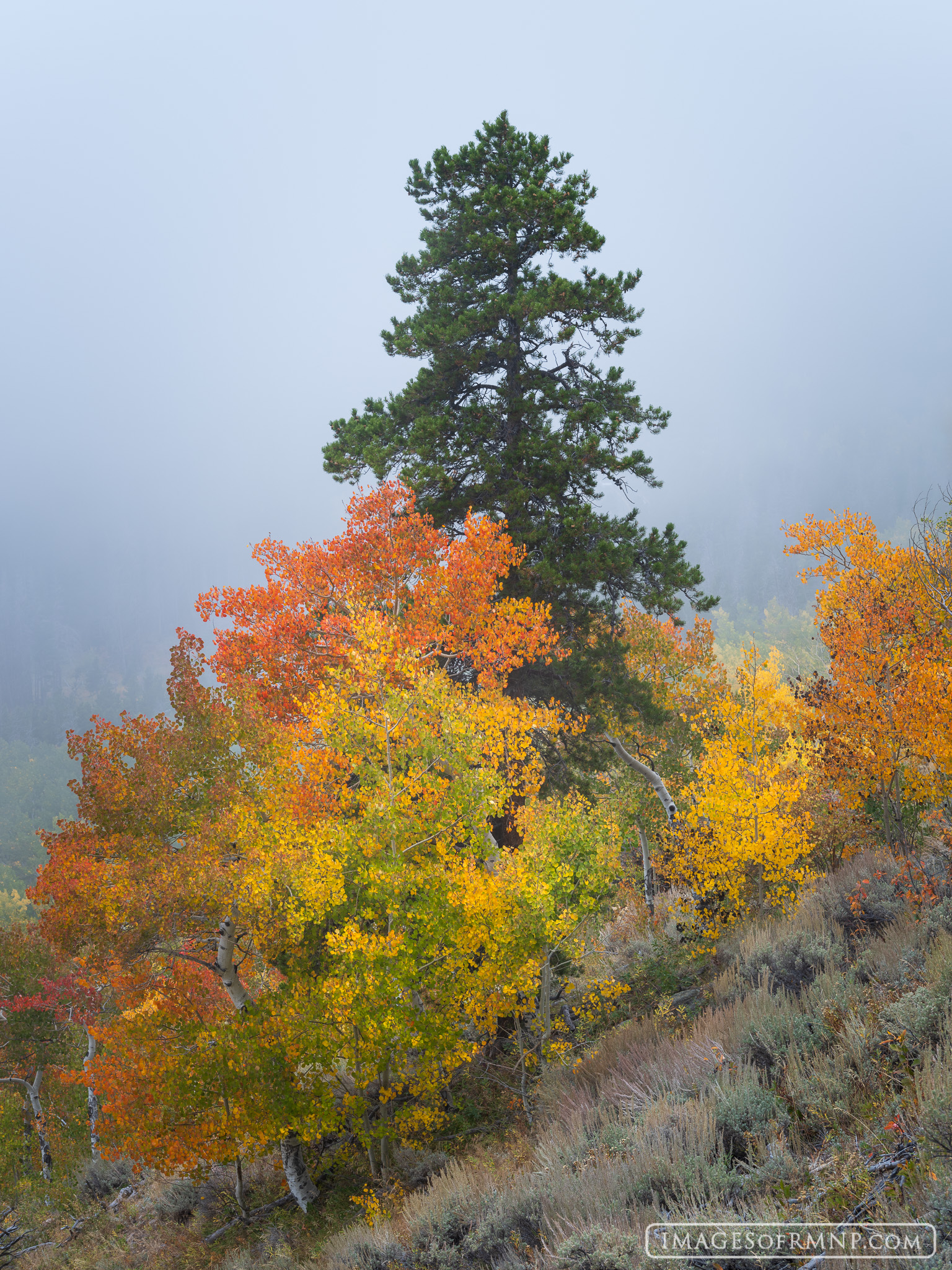 On a foggy autumn morning, the colors along the Bierstadt Moraine were showing off so many different hues as they gathered around...