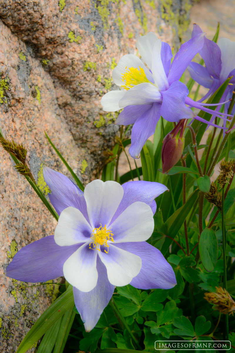 Two columbine celebrate the wonder of summer on the west side of Rocky Mountain National Park.&nbsp;
