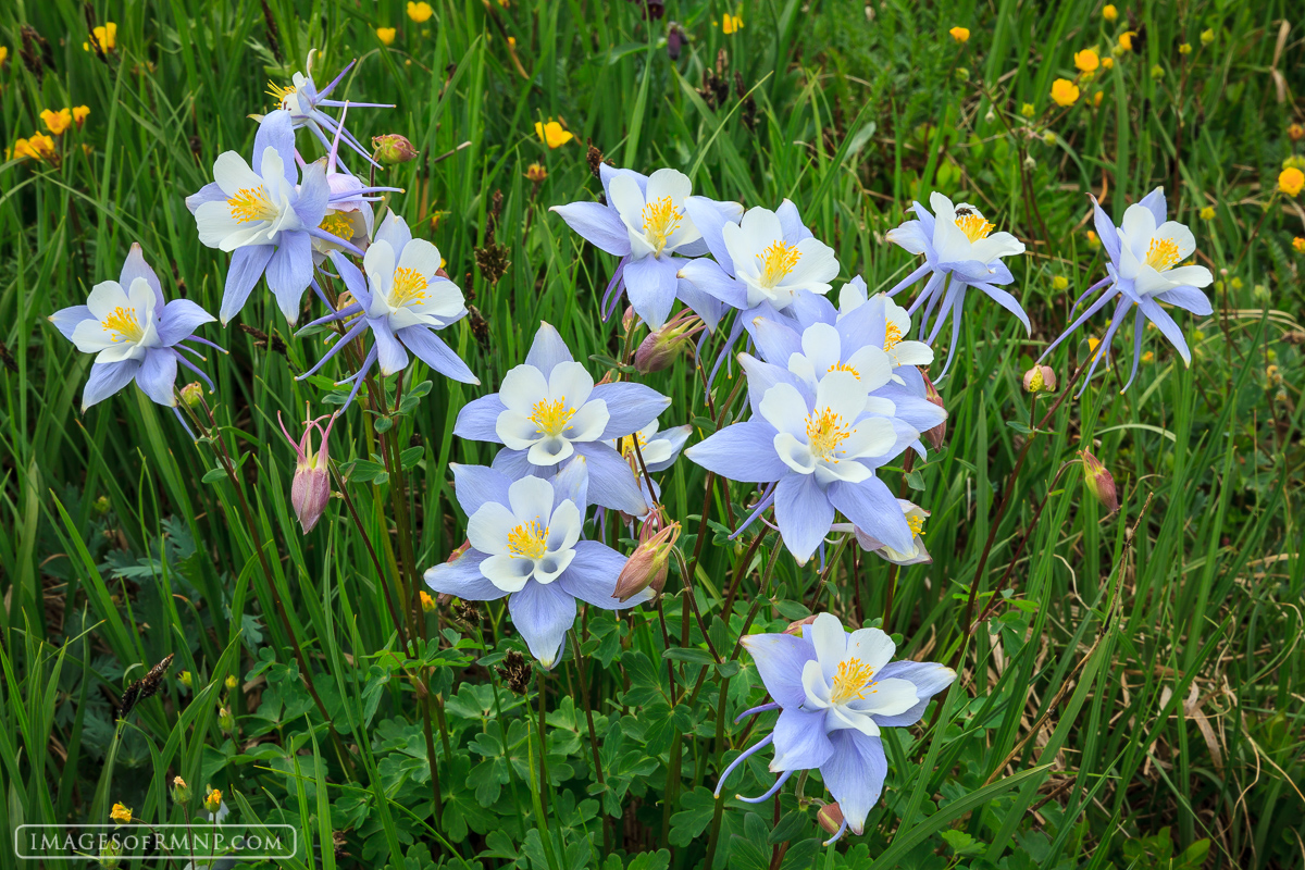 A wonderful cluster of Columbine flowers flourish in moist meadows.
