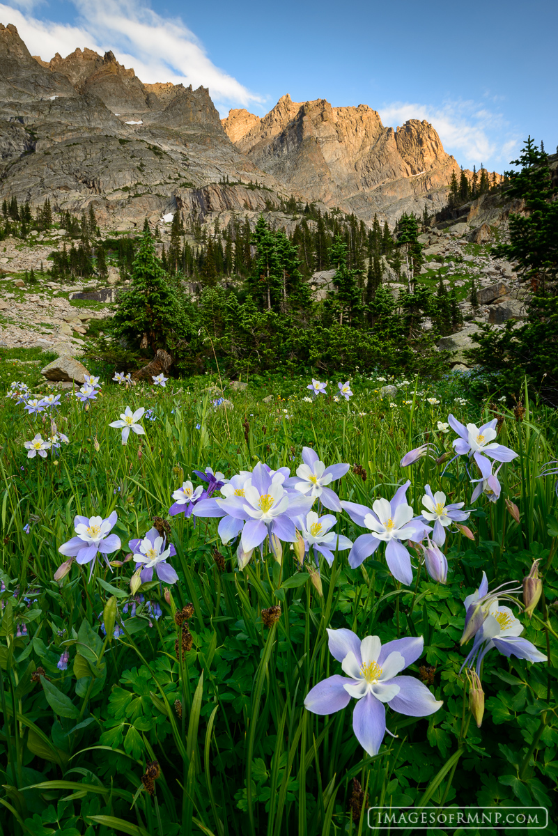Following several very rainy weeks, this tree line meadow takes on shades of purple. Overnight, blue columbines appear throughout...