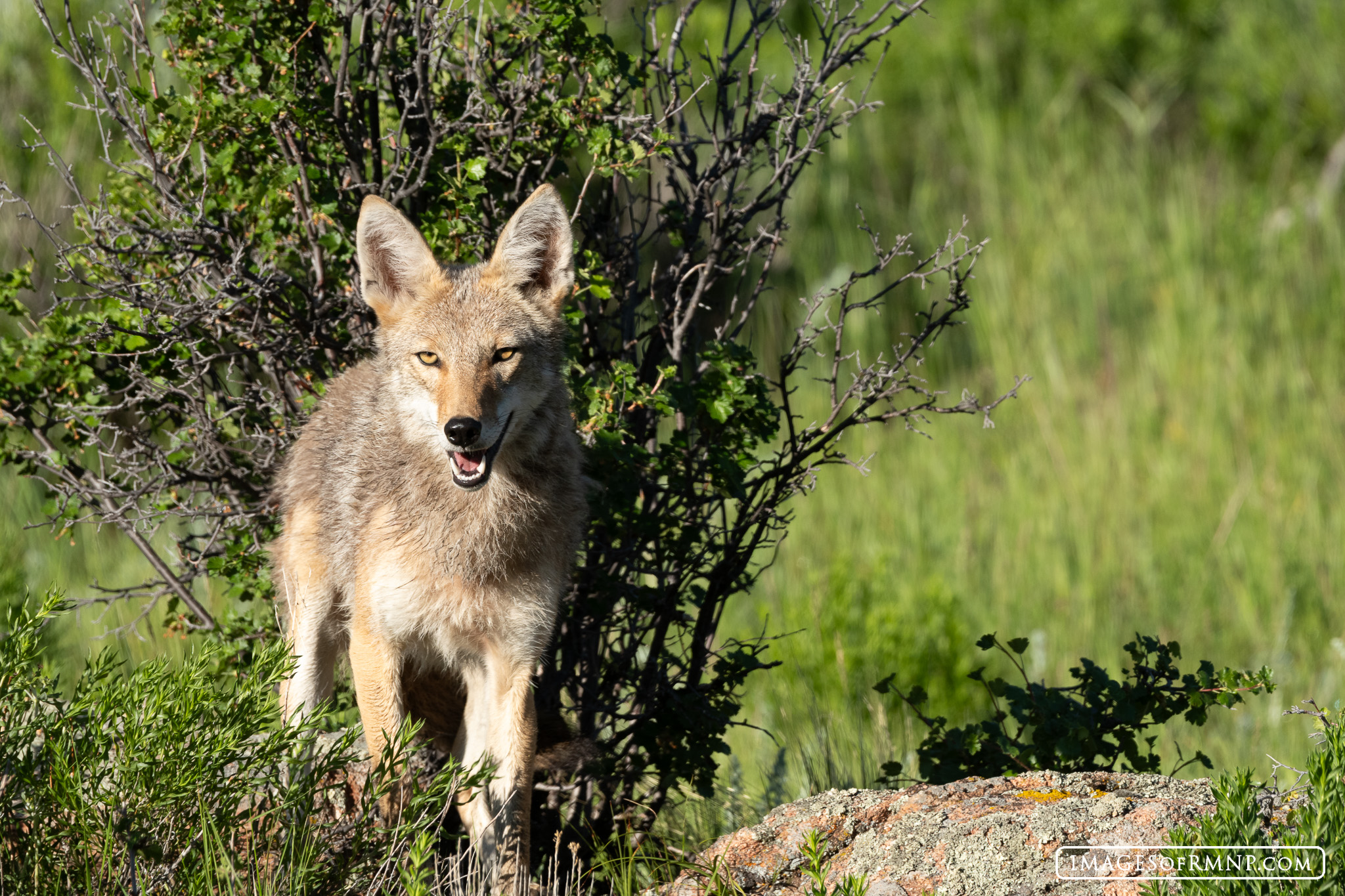 I spent about an hour watching this coyote hunt and sleep on the edge of a meadow in late June. He seemed to be having a wonderful...