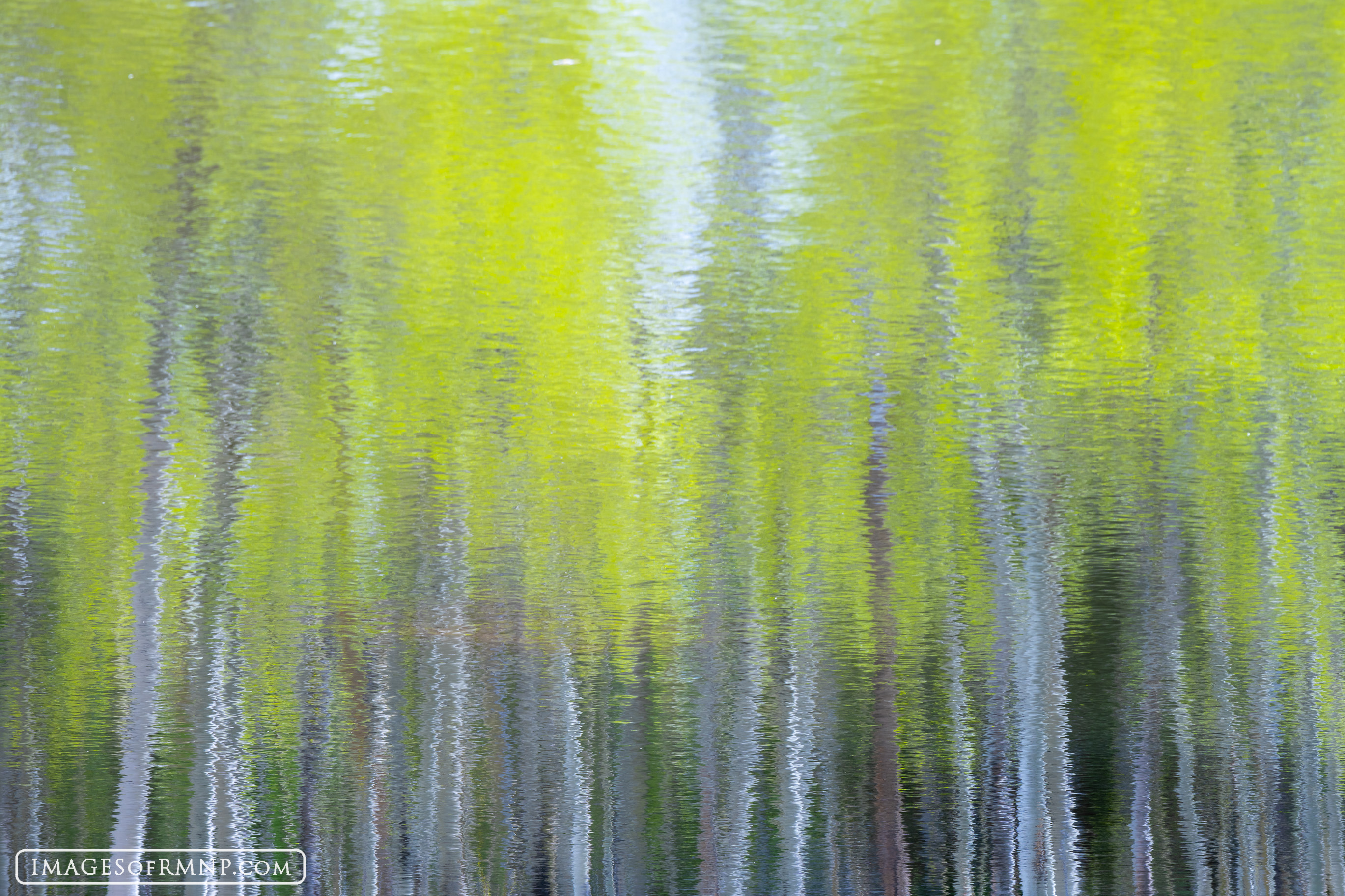 A grove of aspen reflect their vibrant spring colors in a small pond. As a gentle breeze blew over the water, it made the reflection...